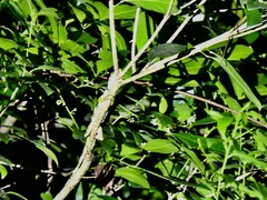 Anolis insignis