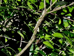 Anolis insignis