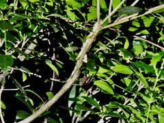 Anolis insignis