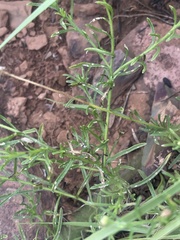 Felicia mossamedensis