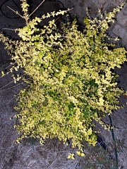 Forestiera ligustrina