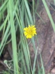 Felicia mossamedensis