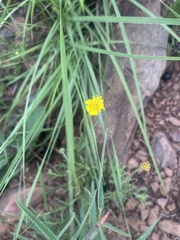 Felicia mossamedensis