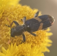 Eleale pulchra