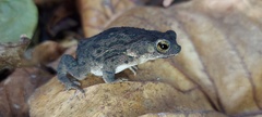 Rhinella humboldti