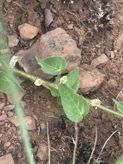 Acalypha villicaulis