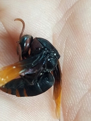 Rhynchium haemorrhoidale