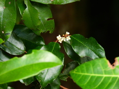 Elaeagnus triflora
