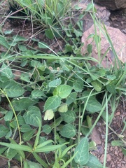 Acalypha villicaulis
