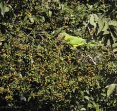 Eupsittula canicularis