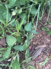 Acalypha villicaulis