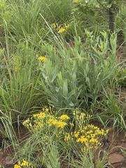 Senecio latifolius