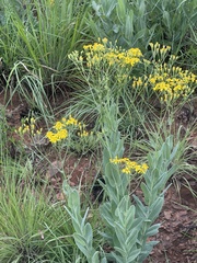 Senecio latifolius