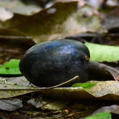 Planchonella australis