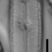 Neidium hercynicum - Photo (c) Lane Allen, algunos derechos reservados (CC BY-NC), subido por Lane Allen