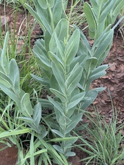 Senecio latifolius