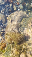 Dolabella auricularia