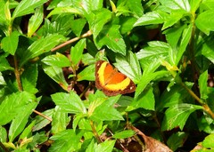 Cupha prosope