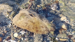 Dolabella auricularia