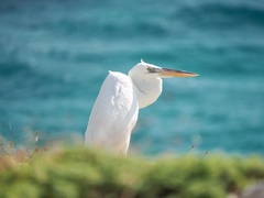 Ardea herodias occidentalis