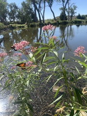 Asclepias incarnata incarnata