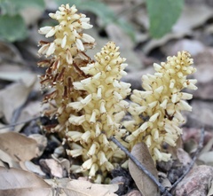 Conopholis alpina
