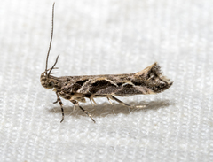 Aristotelia fungivorella
