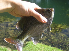 Lepomis macrochirus purpurascens