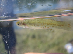 Fundulus chrysotus