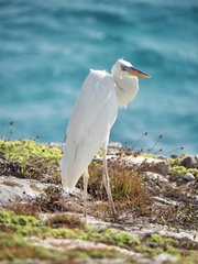 Ardea herodias occidentalis