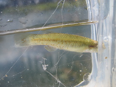 Fundulus chrysotus