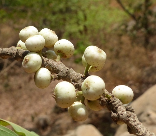 Ficus virens