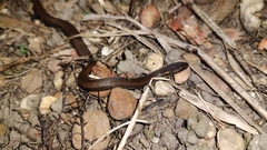Coniophanes imperialis