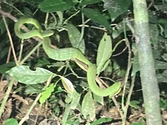 Bothriechis lateralis