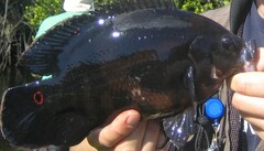 Astronotus ocellatus