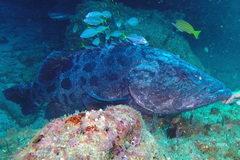 Epinephelus tukula