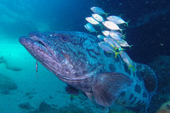 Epinephelus tukula