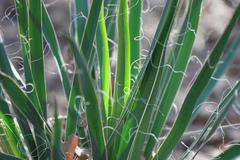 Yucca louisianensis