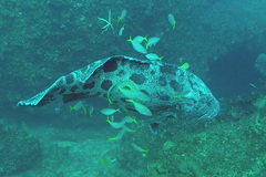 Epinephelus tukula