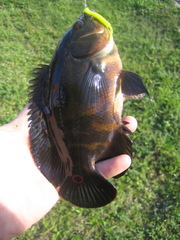 Astronotus ocellatus