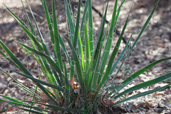 Yucca louisianensis