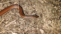 Coniophanes imperialis