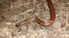 Coniophanes imperialis