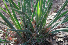 Yucca louisianensis