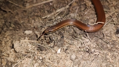 Coniophanes imperialis