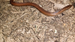 Coniophanes imperialis