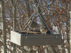 Haemorhous mexicanus