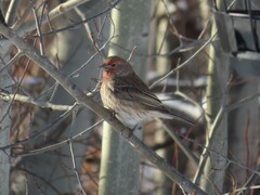 Haemorhous mexicanus