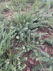 Pearsonia aristata