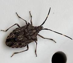 Alcaeus varicornis
